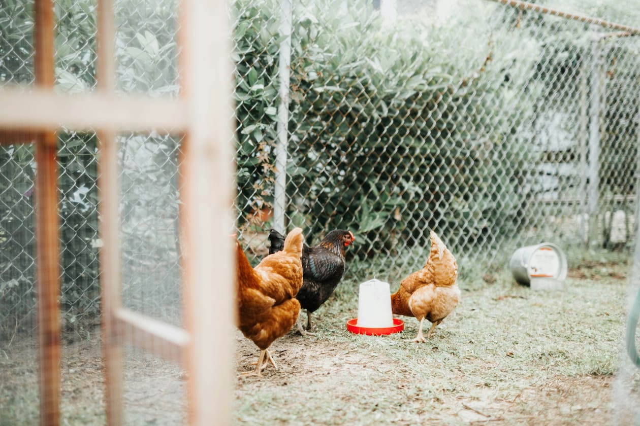 Chickens hanging out in a coop