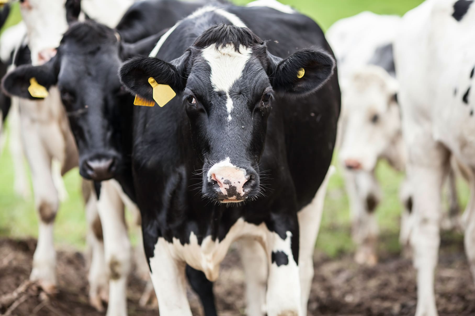 Dairy cows
