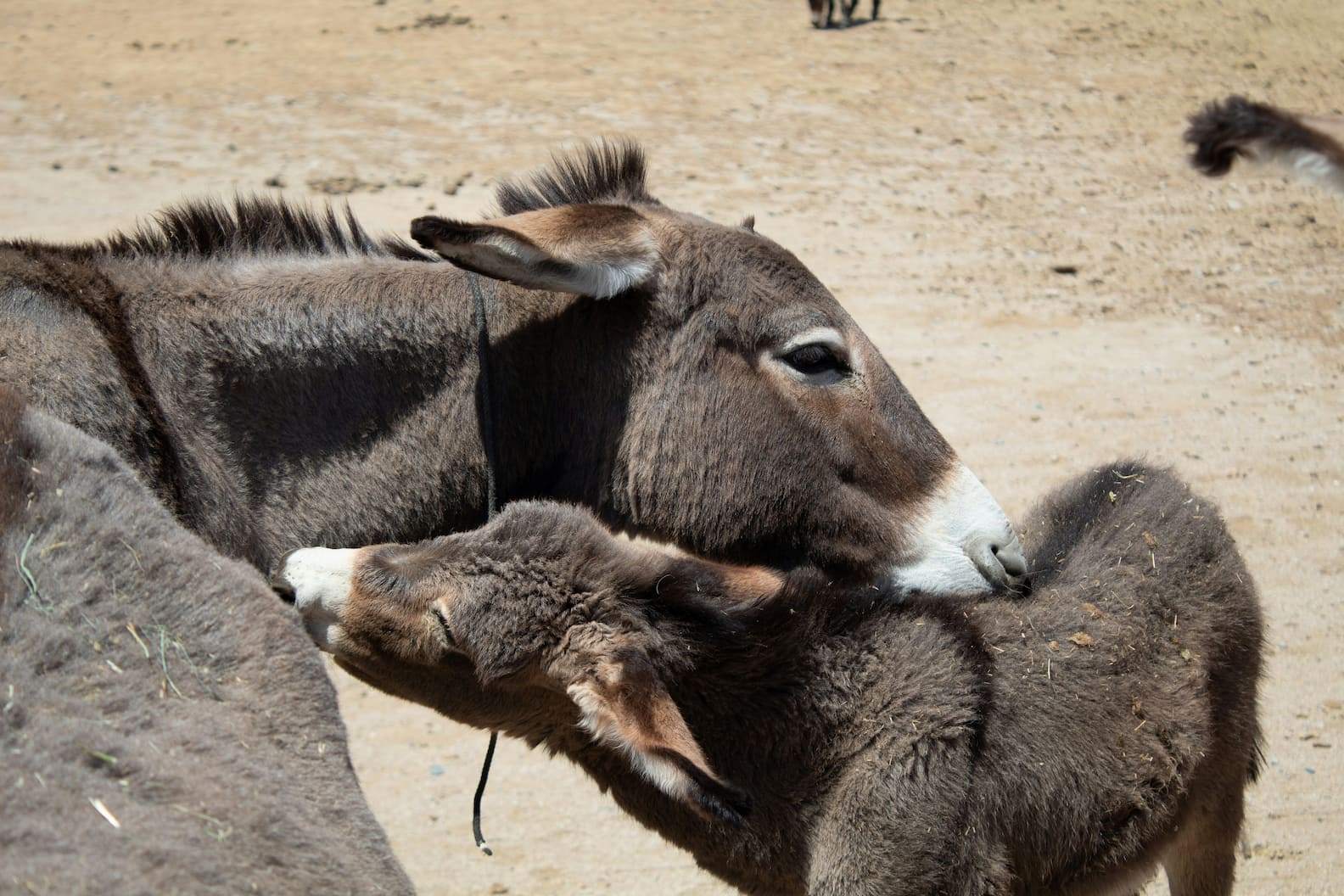 Donkey being groomed