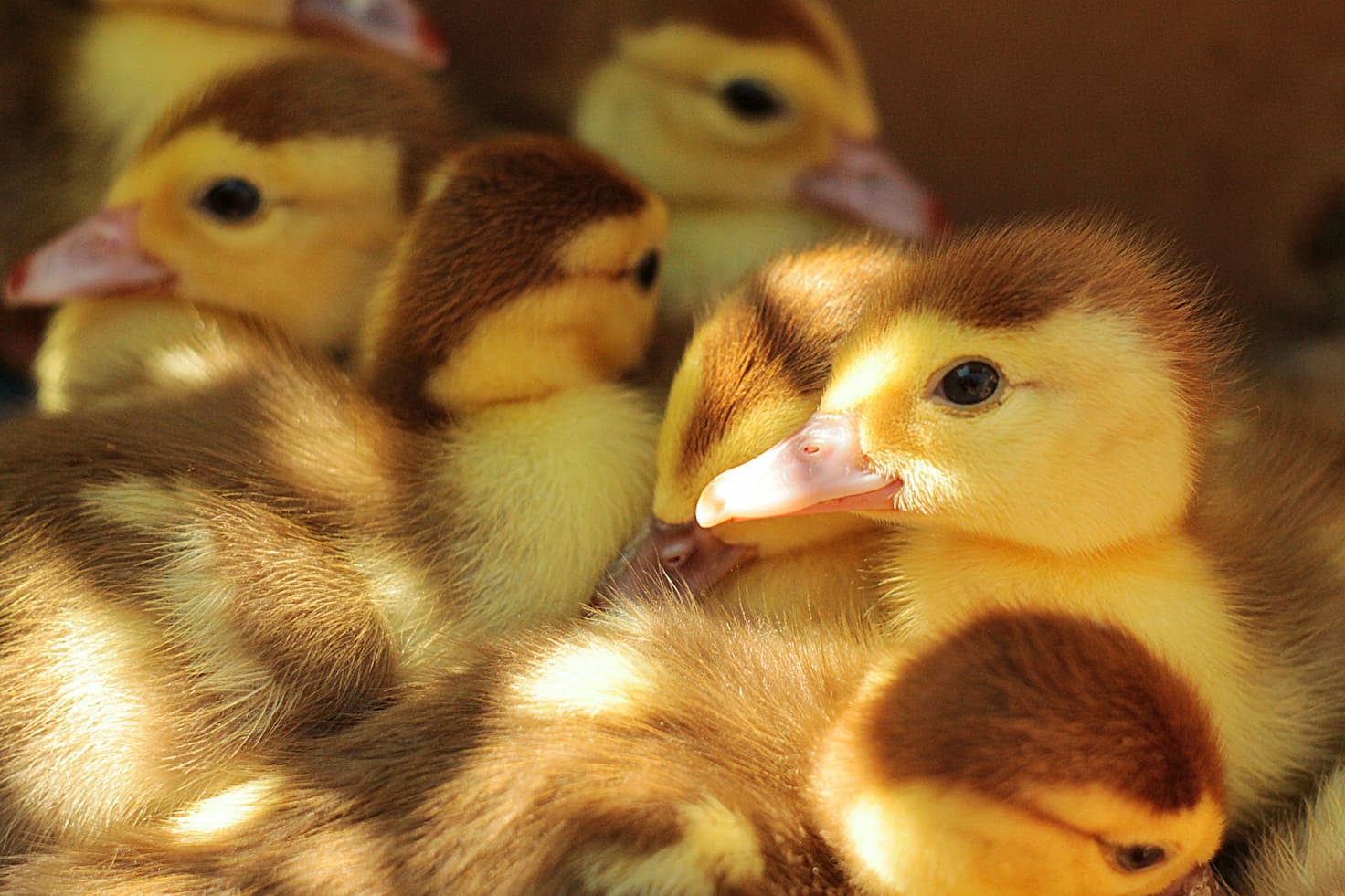 Cute duck chicks