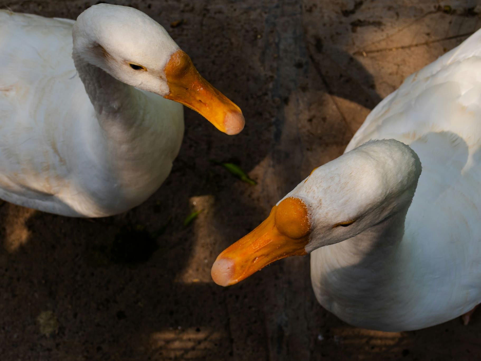 Ducks seen from above