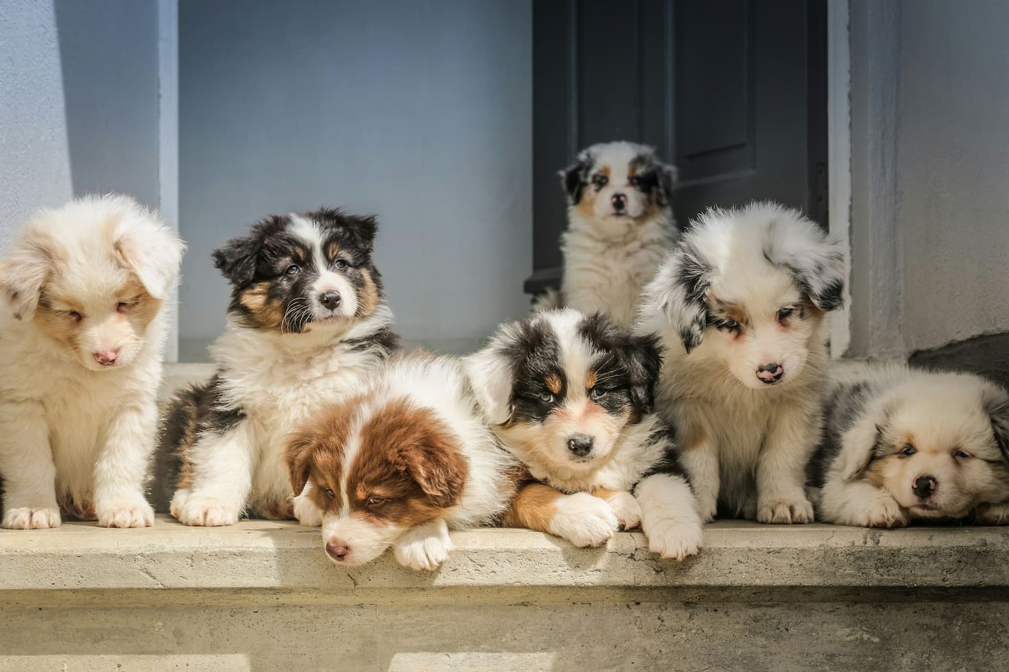 Fluffy puppies in sunlight