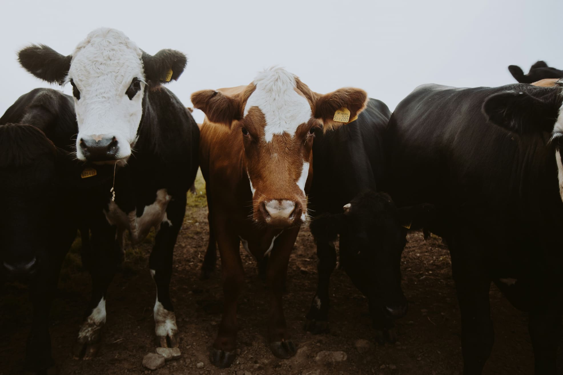 A herd of cows