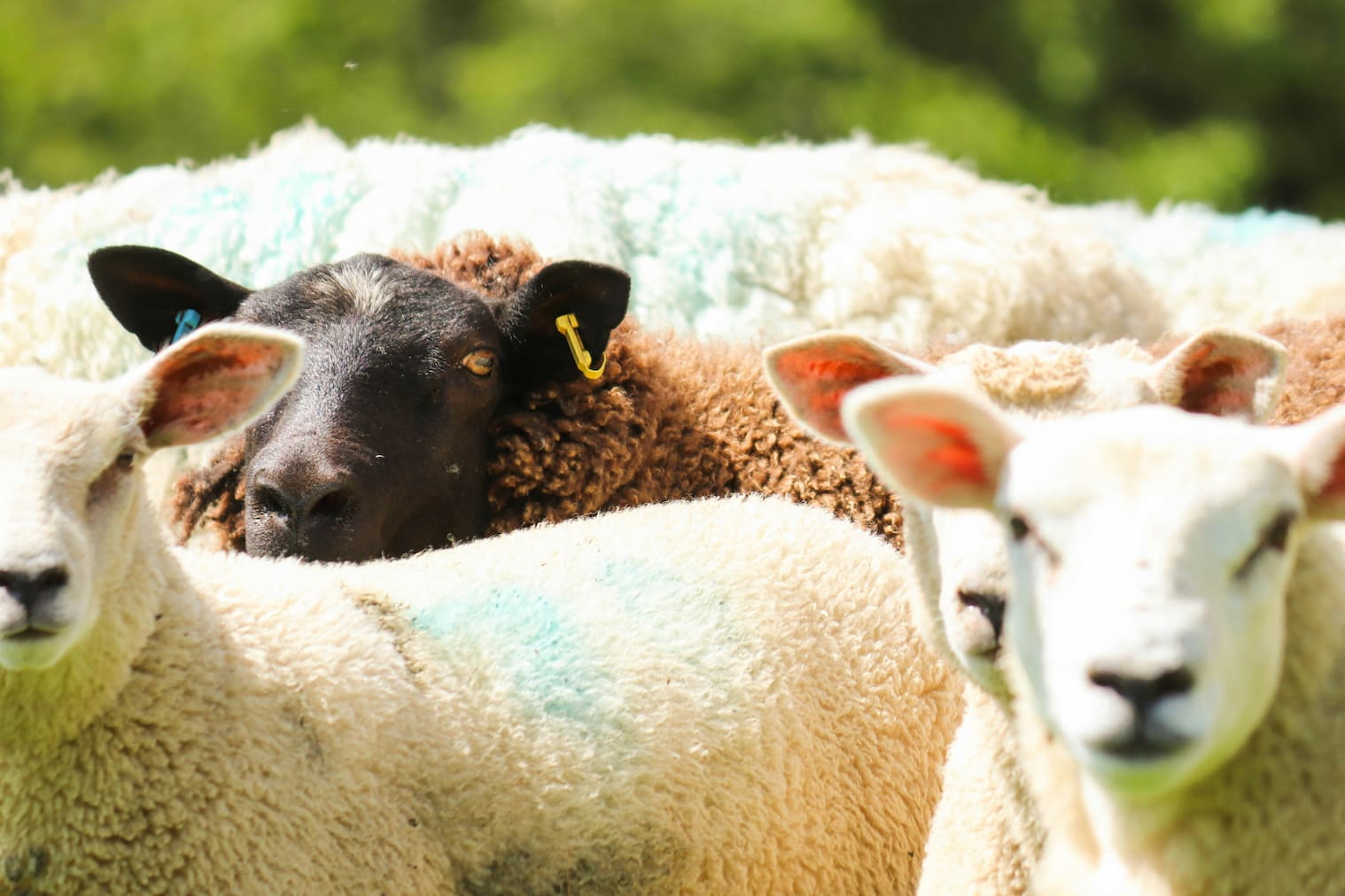 Sheep facing the camera