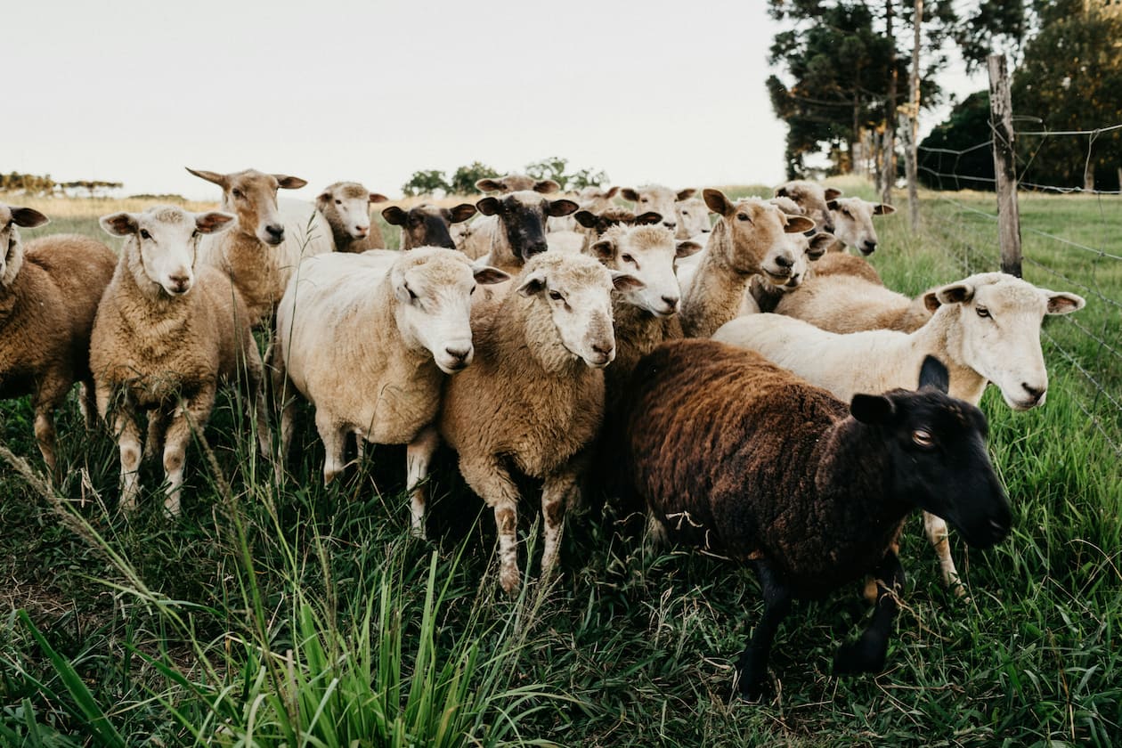 Sheep on a field