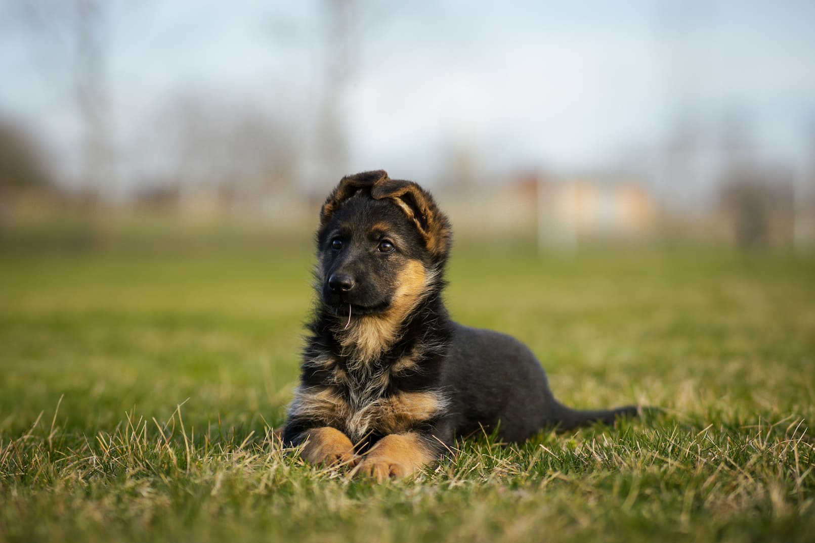 A handsome shepherd puppy chilling in the grass
