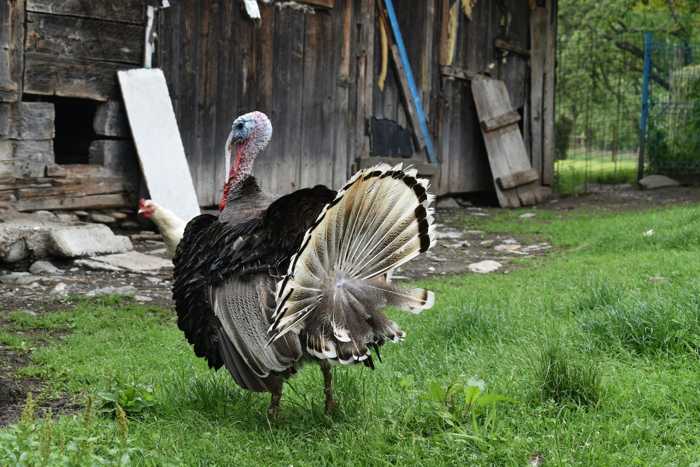 Turkeys on a field